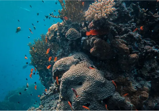 SS Thistlegorm